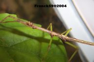 Monandroptera acanthomera 