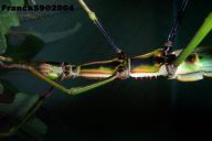 Monandroptera acanthomera