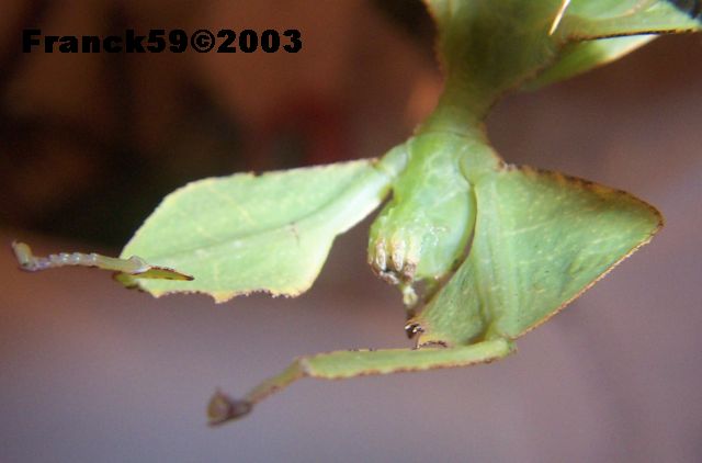 Phyllium celebicum