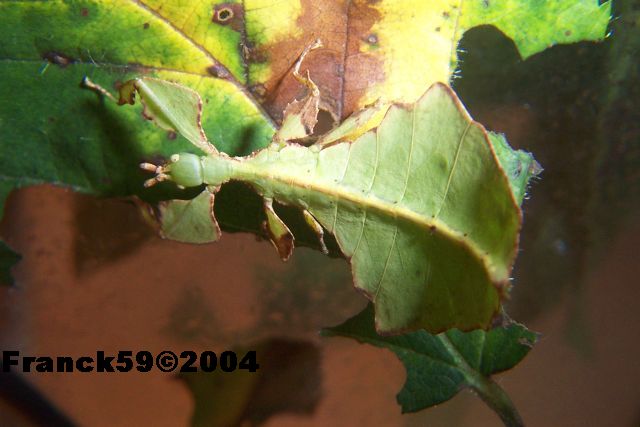 Phyllium giganteum