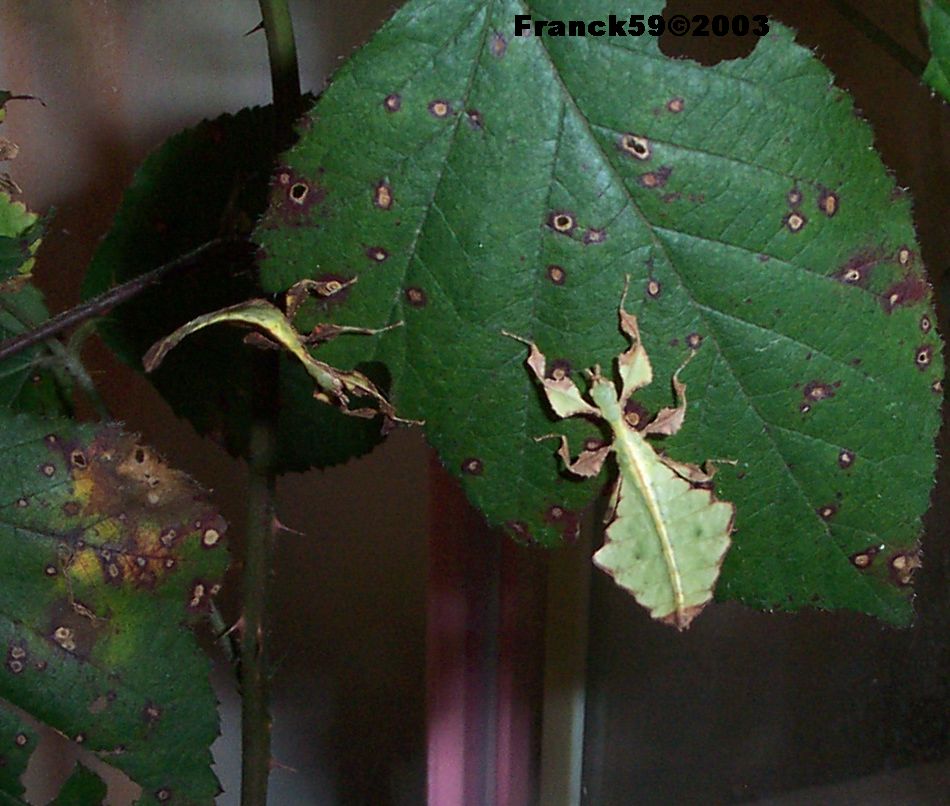 Phyllium giganteum
